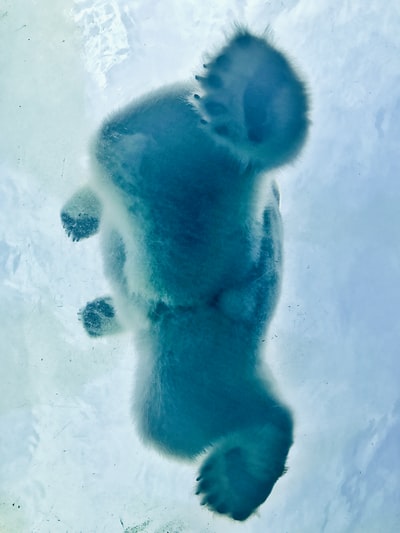 水体上的北极熊